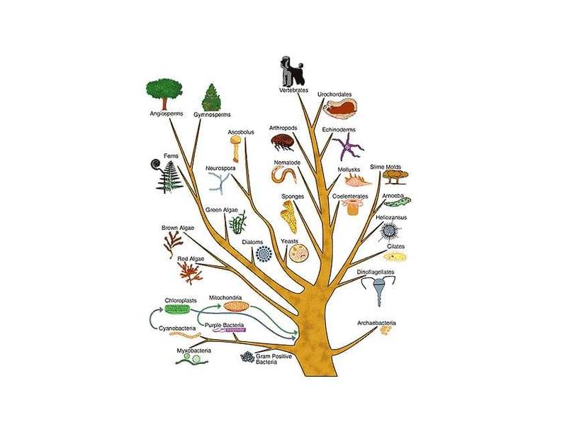 Protein Phylogenetic Analysis